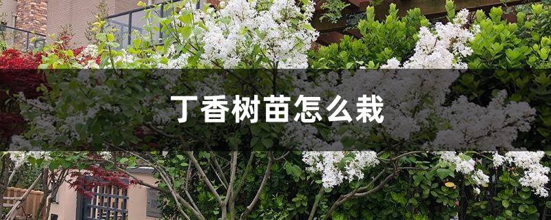 丁香树苗怎么栽 丁香树苗怎么栽