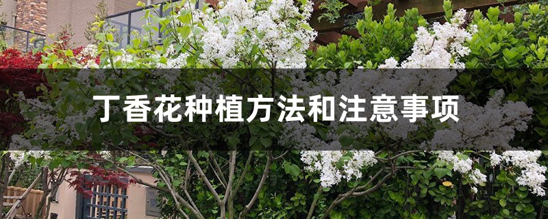 丁香花种植方法和注意事项 丁香花种植方法和注意事项