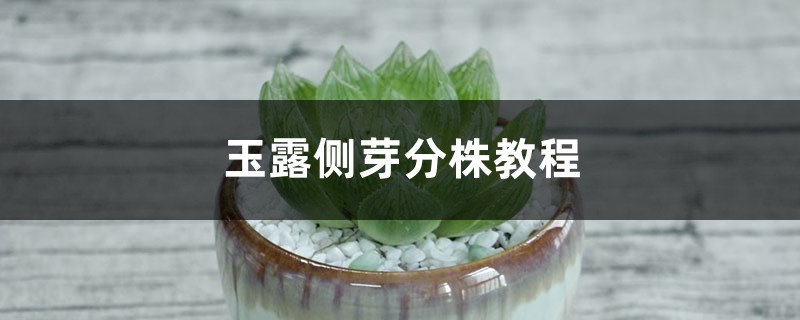 玉露侧芽分株教程 玉露侧芽分株教程