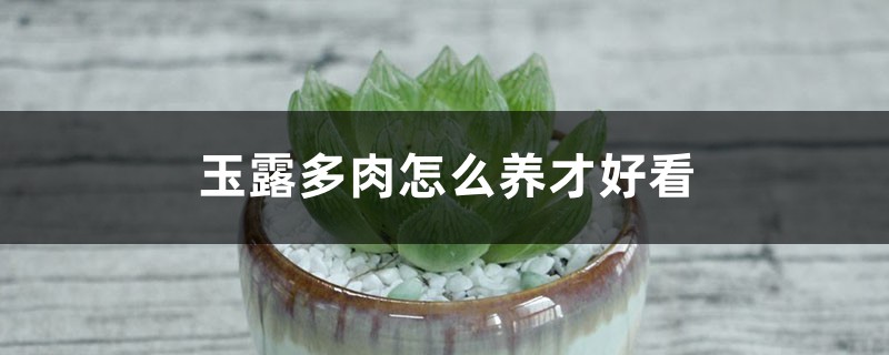 玉露多肉怎么养才好看 玉露多肉怎么养才好看