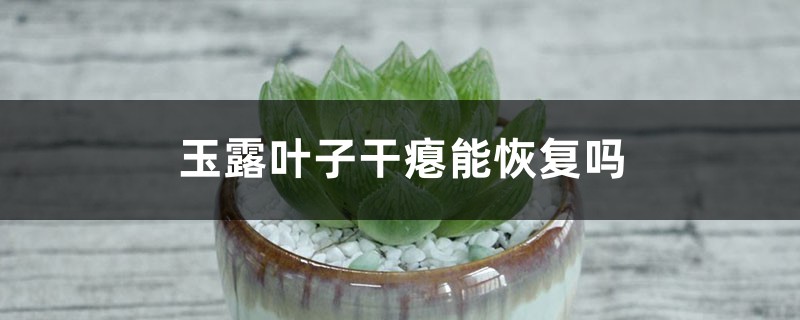 玉露叶子干瘪能恢复吗 玉露叶子干瘪能恢复吗