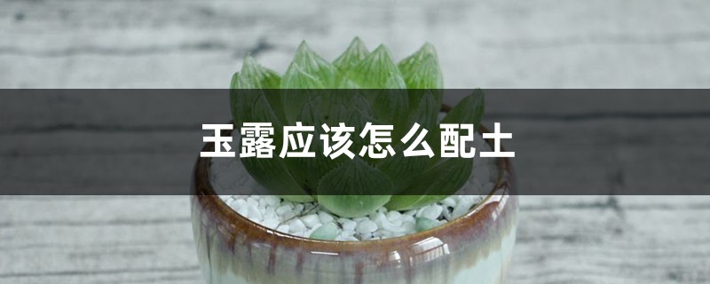 玉露应该怎么配土 玉露应该怎么配土