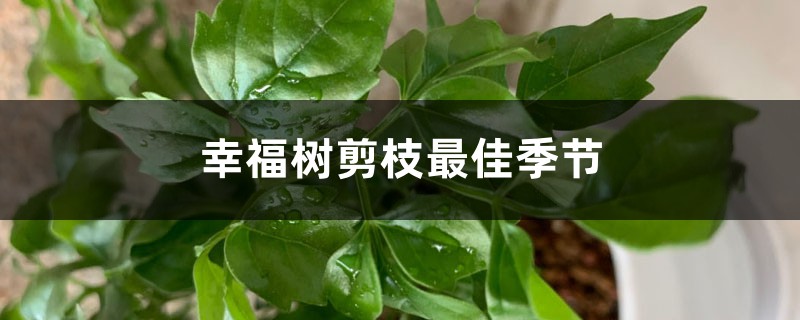 幸福树什么季节适合剪枝 幸福树什么季节适合剪枝