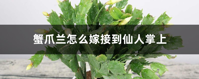 蟹爪兰怎么嫁接到仙人掌上 蟹爪兰怎么嫁接到仙人掌上