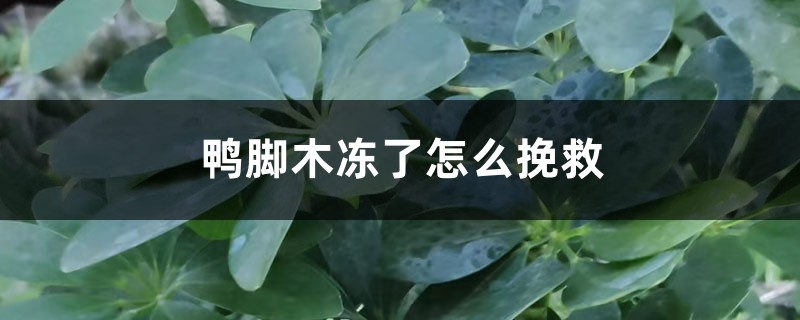 鸭脚木冻了怎么挽救 鸭脚木冻了怎么挽救