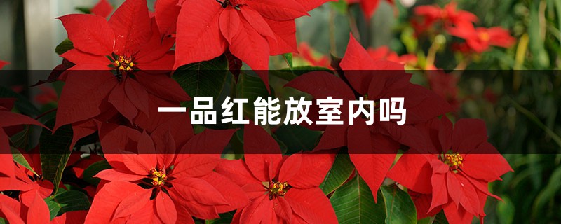 一品红能放室内吗 一品红能放室内吗
