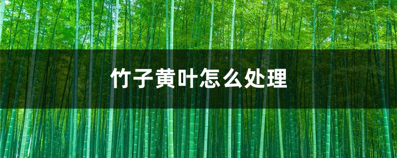 竹子黄叶怎么处理 竹子黄叶怎么处理
