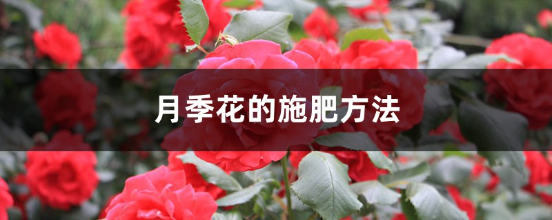 月季花的施肥方法 月季花的施肥方法