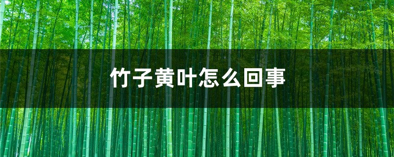 竹子黄叶怎么回事 竹子黄叶怎么回事