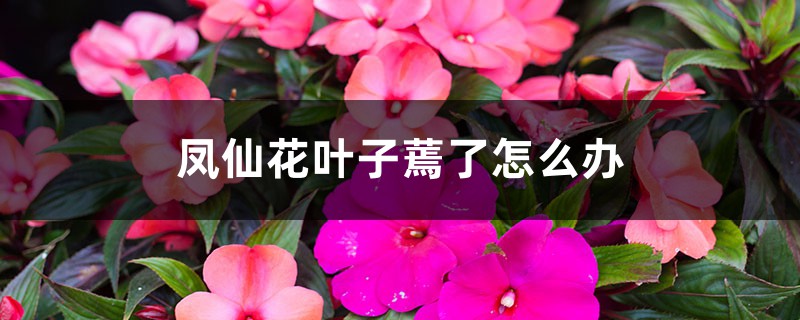 凤仙花叶子蔫了怎么办 凤仙花叶子蔫了怎么办