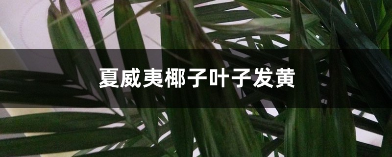 夏威夷椰子叶子发黄怎么办 夏威夷椰子叶子发黄怎么办