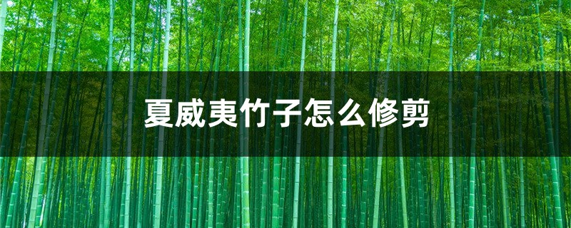 夏威夷竹子怎么修剪 夏威夷竹子怎么修剪