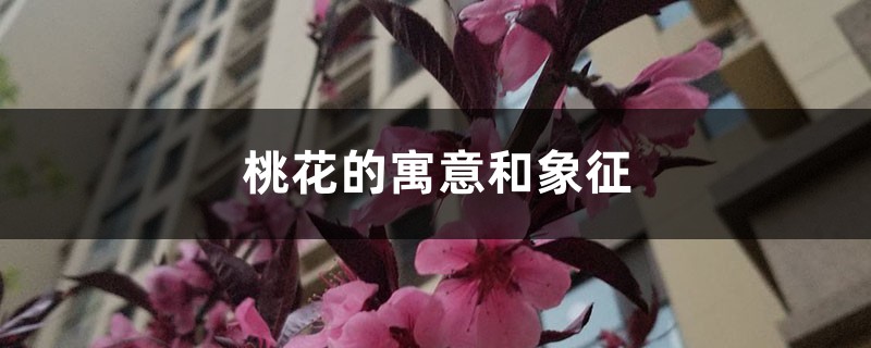 桃花的寓意和象征 桃花的寓意和象征