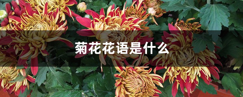 菊花的花语是什么 菊花的花语是什么