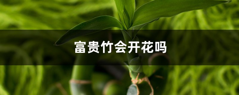 富贵竹会开花吗 富贵竹会开花吗