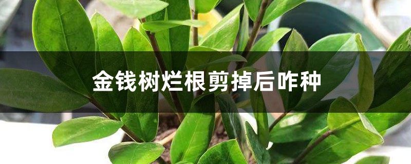 金钱树烂根剪掉后咋种 金钱树烂根剪掉后咋种