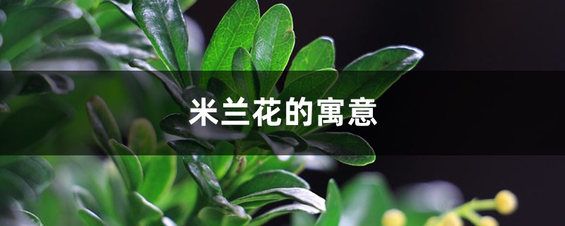 米兰花的寓意是什么 米兰花的寓意是什么