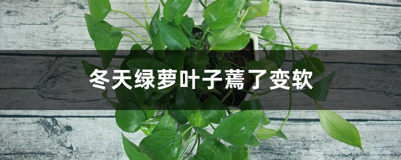 冬天绿萝叶子蔫了变软怎么办 冬天绿萝叶子蔫了变软怎么办