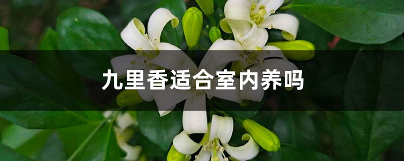 九里香适合室内养吗 九里香适合室内养吗