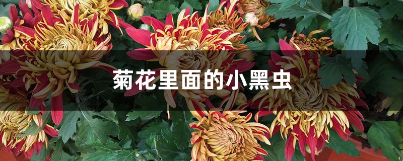 菊花里面的小黑虫是什么,怎么去除 菊花里面的小黑虫是什么,怎么去除