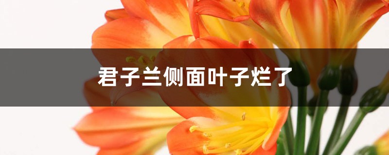 君子兰侧面叶子烂了的原因,如何处理 君子兰侧面叶子烂了的原因,如何处理