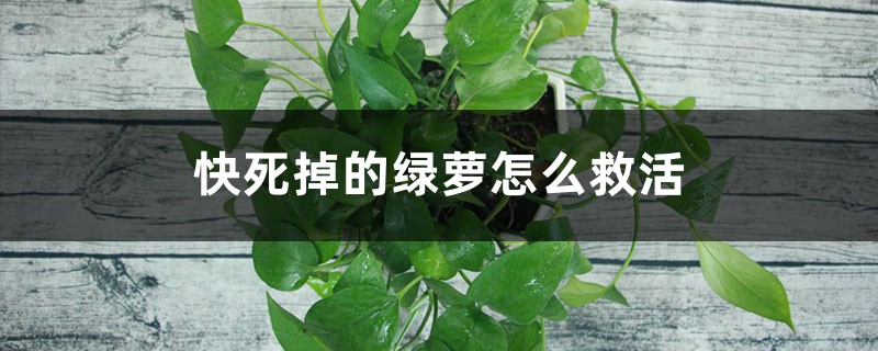 快死掉的绿萝怎么救活 快死掉的绿萝怎么救活