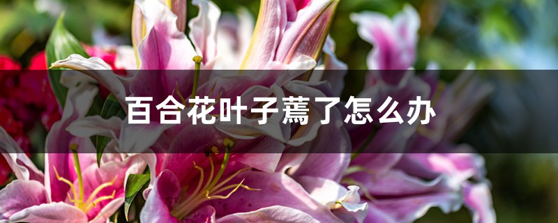 百合花叶子蔫了怎么办 百合花叶子蔫了怎么办