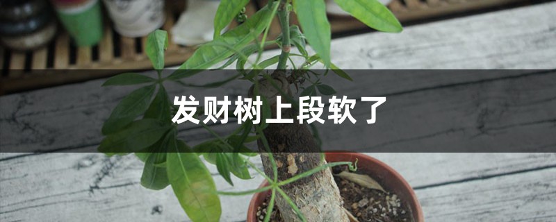 发财树上段软了怎么救治 发财树上段软了怎么救治