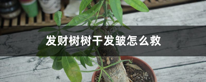 发财树树干发皱怎么救 发财树树干发皱怎么救