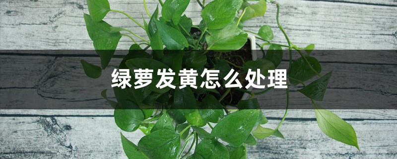 绿萝发黄怎么处理 绿萝发黄怎么处理
