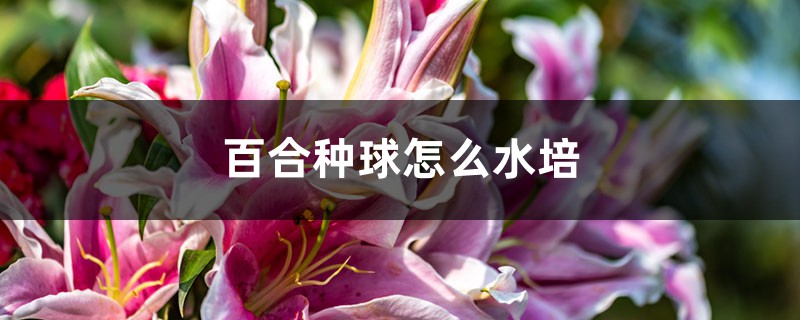 百合种球怎么水培 百合种球怎么水培