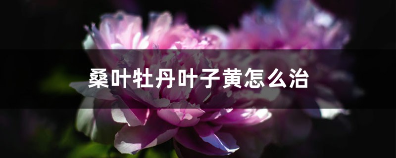 桑叶牡丹叶子黄怎么治 桑叶牡丹叶子黄怎么治