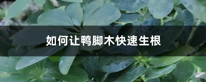 如何让鸭脚木快速生根 如何让鸭脚木快速生根