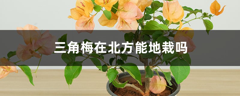 三角梅在北方能地栽吗 三角梅在北方能地栽吗