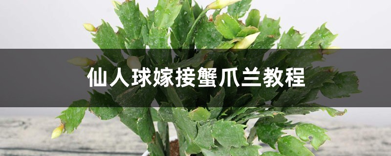 仙人球嫁接蟹爪兰教程 仙人球嫁接蟹爪兰教程