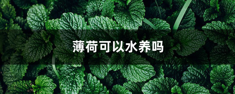 薄荷可以水养吗 薄荷可以水养吗