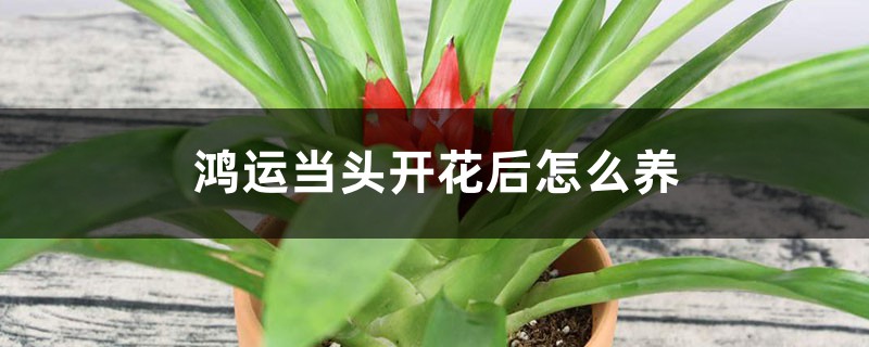 鸿运当头开花后怎么养 鸿运当头开花后怎么养
