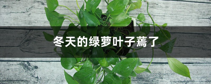 冬天的绿萝叶子蔫了怎么办 冬天的绿萝叶子蔫了怎么办