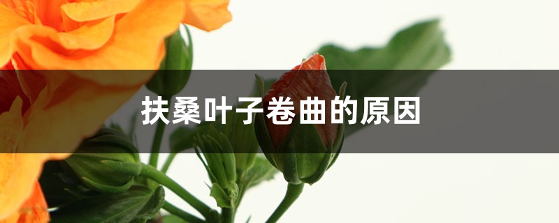 扶桑叶子卷曲的原因 扶桑叶子卷曲的原因