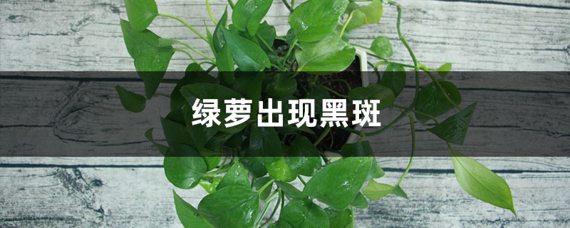 绿萝出现黑斑什么原因 绿萝出现黑斑什么原因