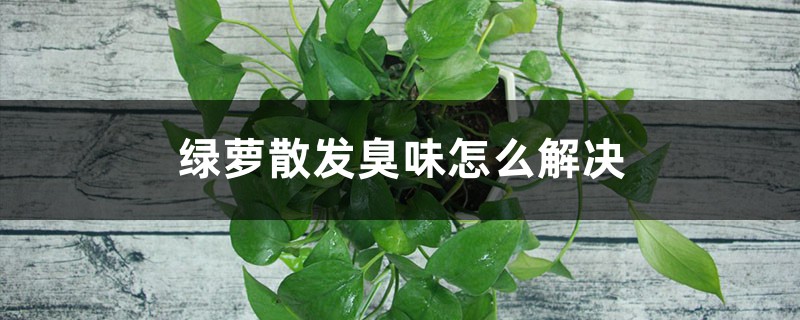 绿萝散发臭味怎么解决 绿萝散发臭味怎么解决