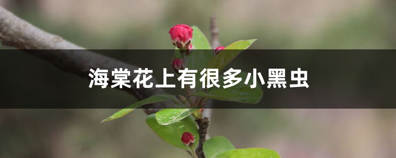 海棠花上有很多小黑虫怎么办 海棠花上有很多小黑虫怎么办