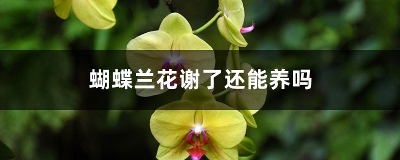 蝴蝶兰花谢了还能养吗 蝴蝶兰花谢了还能养吗