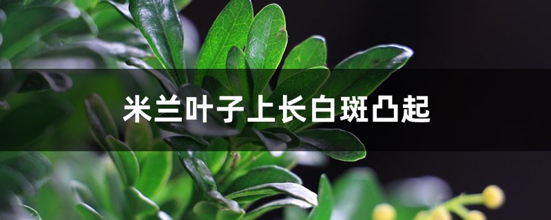 米兰叶子上长白斑凸起怎么办 米兰叶子上长白斑凸起怎么办