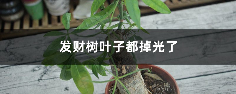 发财树叶子都掉光了还能恢复吗 发财树叶子都掉光了还能恢复吗