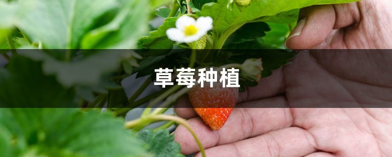 草莓种植过程 草莓种植过程