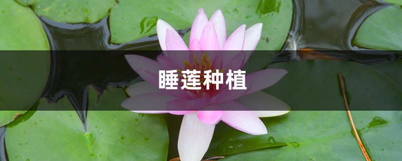 睡莲种植 睡莲种植