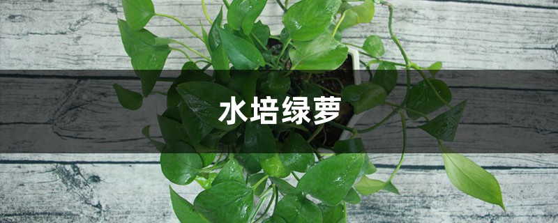 水培绿萝 水培绿萝