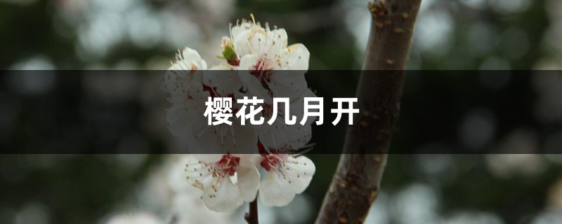 樱花几月开 樱花几月开