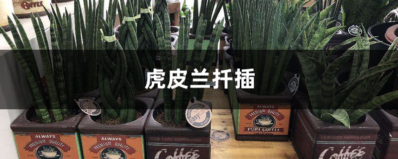 虎皮兰扦插 虎皮兰扦插